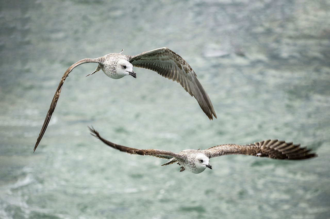 The Best Bird Watching Spots in Acadia National Park